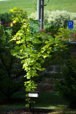 Kalopanax pictus - dlanitec pestrý - celek